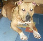 honden foto van emma