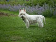 honden foto van Annette en Max