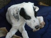 honden foto van Esther