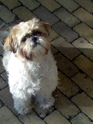 honden foto honden foto van miranda