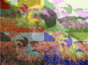 honden foto van Luna30