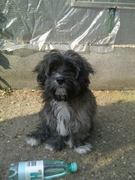 honden foto van Sharona snoopy & Lady † 