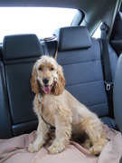 honden foto van Sofie