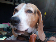 honden foto van sandra