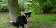 honden foto van dusty