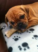 honden foto van Desiree