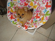 honden foto van Nick