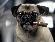 honden foto van Alex