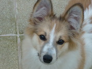 honden foto van Monique B