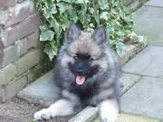 honden foto van Monique Luttikhuizen