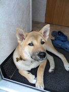 honden foto van Aiko