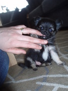 honden foto van rianne