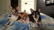 honden foto van Arianne,Billy,Senna en Chica