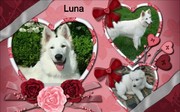 honden foto van Annie