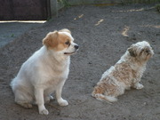 honden foto honden foto van Inke1966