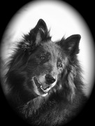 honden foto van Bianca