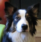 honden foto honden foto van Pitmaster