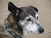 honden foto van rene de mila