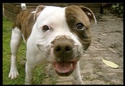 honden foto van Maud