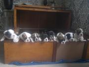 honden foto van Jolly
