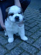 honden foto van Jan Hamers