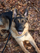 honden foto honden foto van Richelle & Bazra