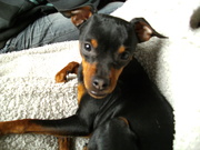 honden foto van beverly 