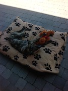 honden foto van Kim Janssens