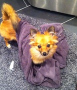 honden foto honden foto van Laura