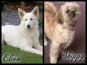 honden foto van Elmo & Skippy