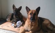 honden foto van Bianca