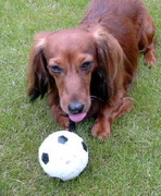 honden foto van Eric vd B