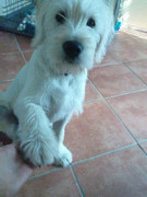 honden foto van kimberly