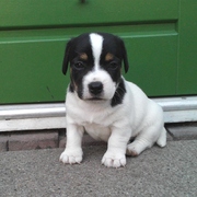 honden foto van Esther 