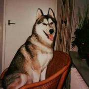 honden foto van Rose