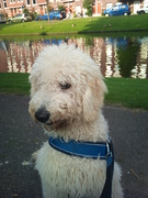 honden foto van co zevenbergen van der veen