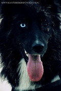 honden foto van Rianne - Blue & Mylo