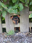 honden foto honden foto van iris