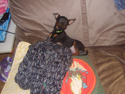 honden foto van natascha