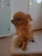 honden foto honden foto van Zoë, Chanty!