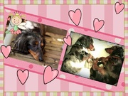 honden foto van Esther, Barrel en Mütsi (& Tigra†)