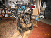 honden foto honden foto van Karolina