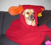 honden foto van Neally