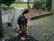 honden foto van Jasmijn