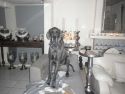 honden foto van duitse dog!