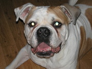 honden foto van Harold