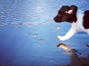 honden foto van frederike van beek 