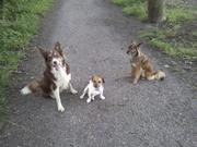 honden foto van Hester, Milo en Beau