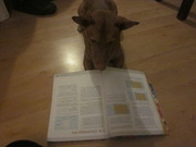 honden foto van Ester