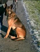 honden foto van dorin